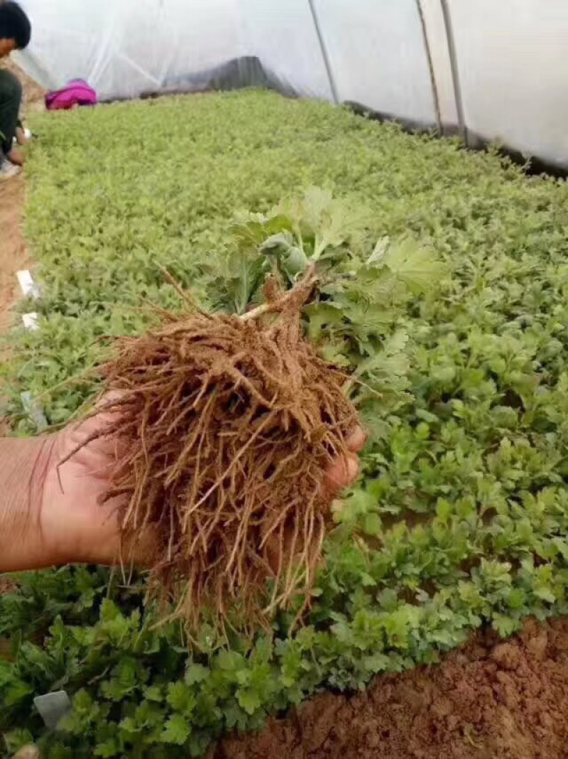 菊花苗