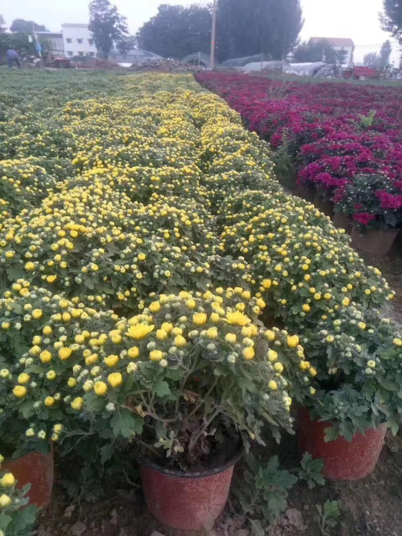 菊花苗