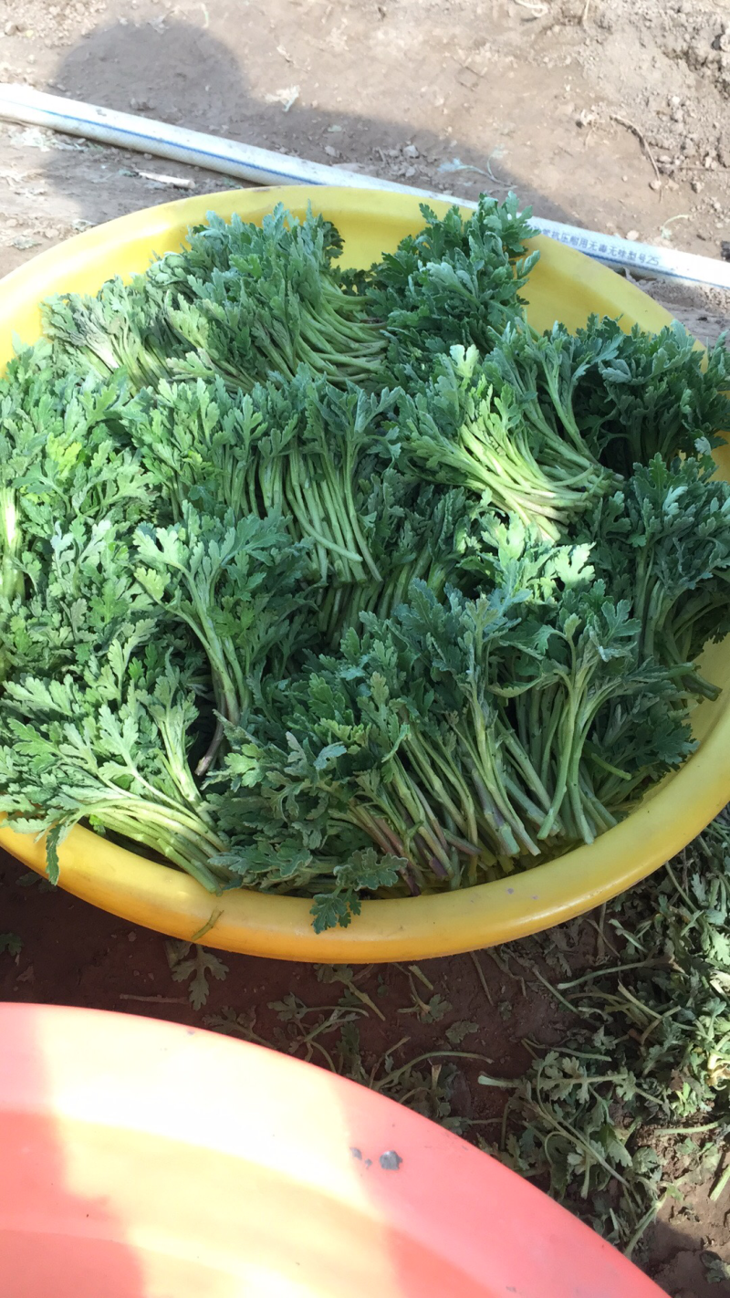 菊花苗