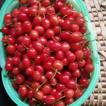 毕节总溪河玛瑙红樱桃