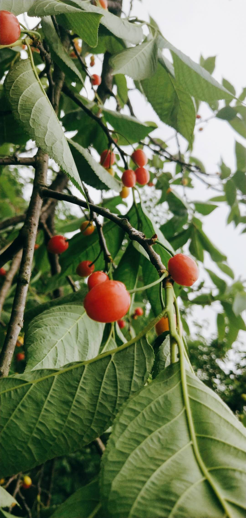 毕节总溪河玛瑙红樱桃