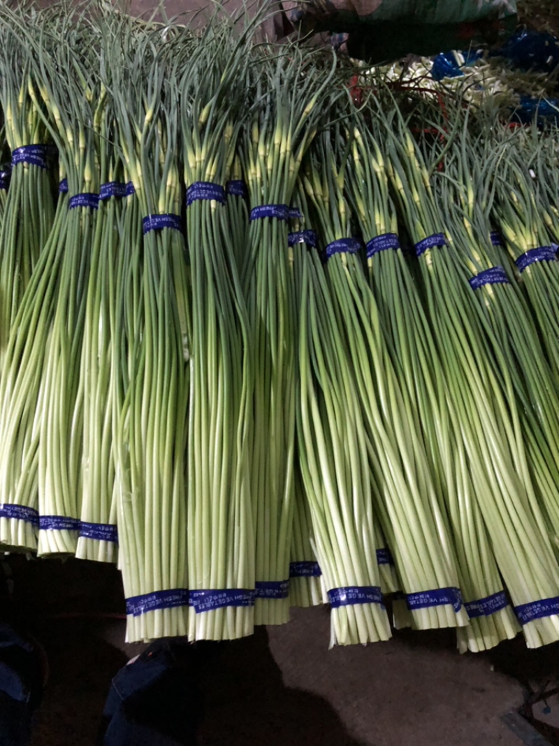 白帽蒜薹开始上市，绿度好干苔全国发货