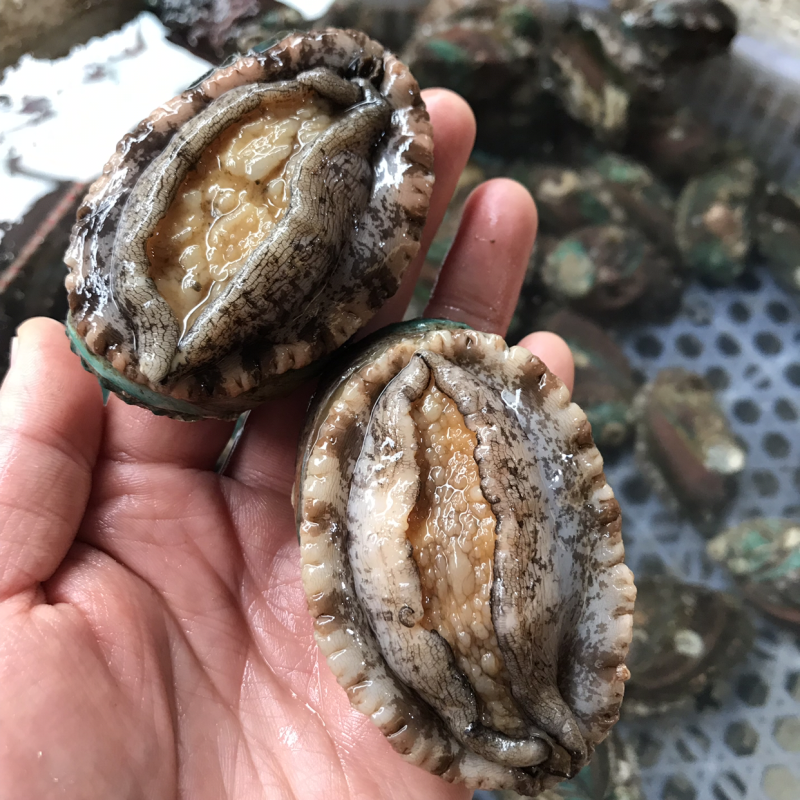 鲜活的小鲍鱼。