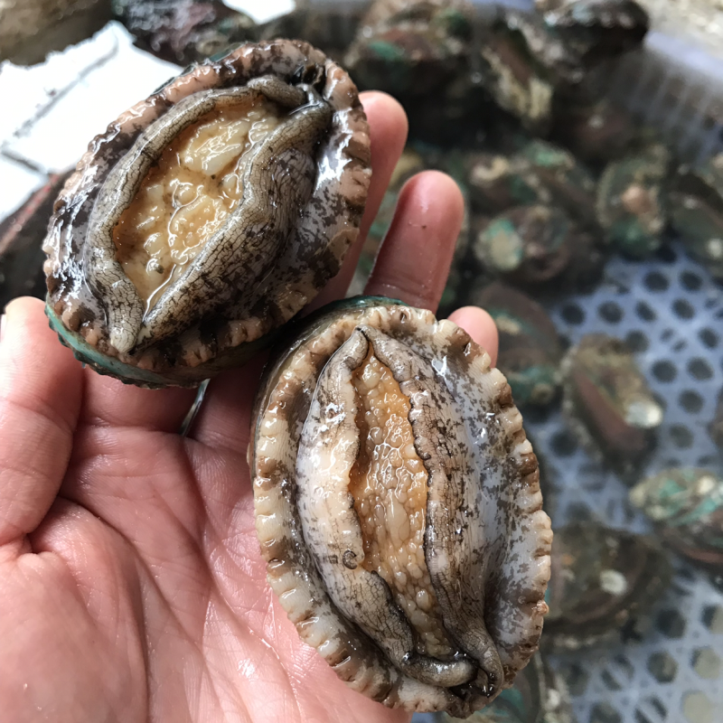 鲜活的小鲍鱼。