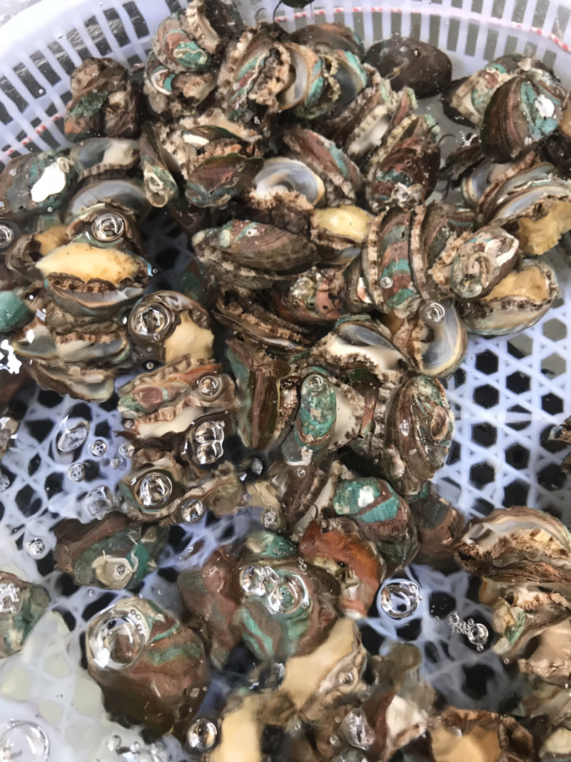 鲜活的小鲍鱼