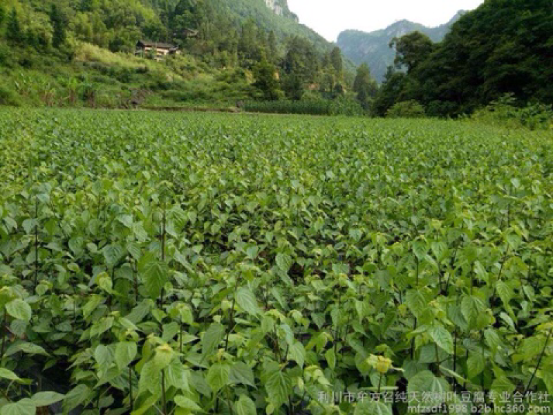 豆腐柴观音豆腐神仙叶豆腐柴粉斑鸠凉粉大量有货。