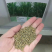 各种牧草大量供应欢迎老板前来咨询