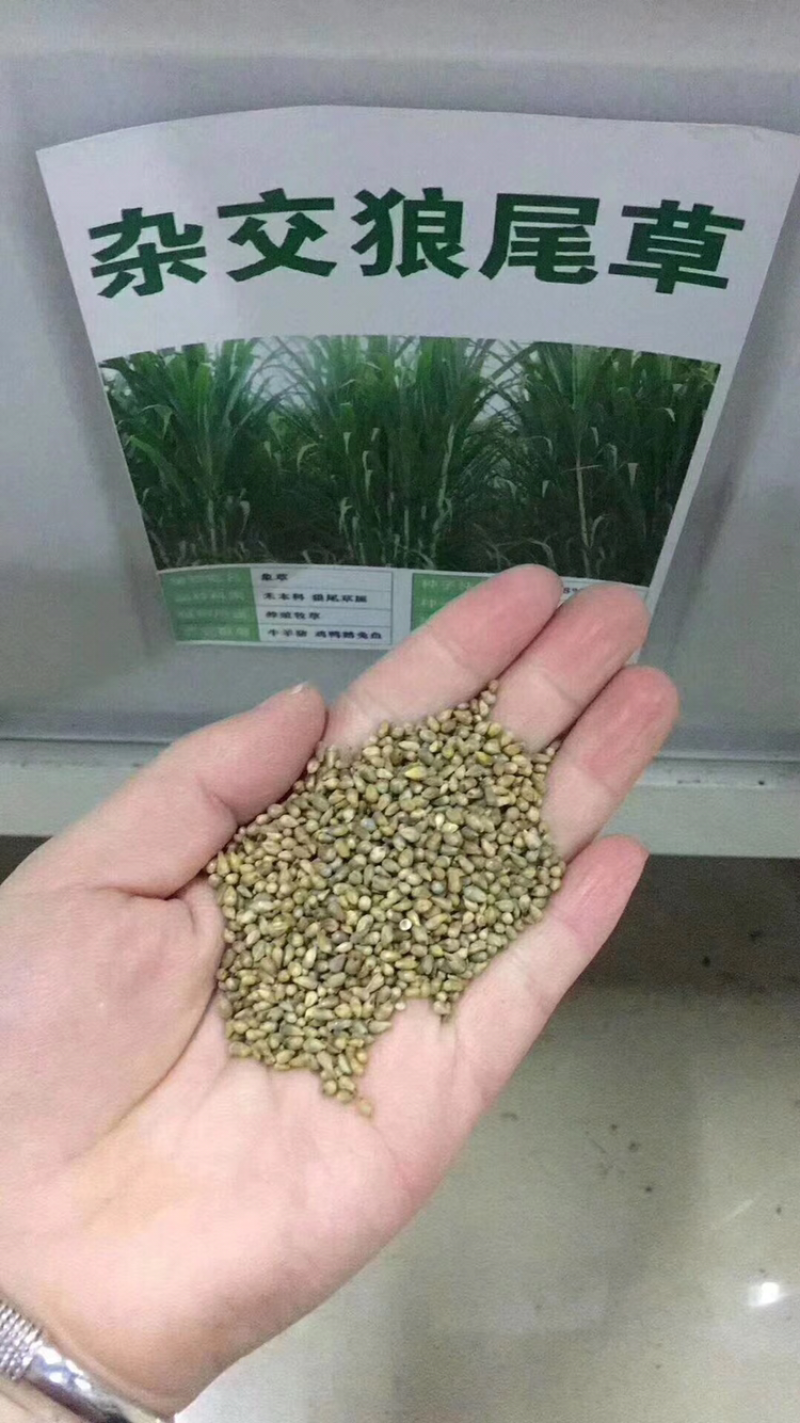 各种牧草大量供应欢迎老板前来咨询