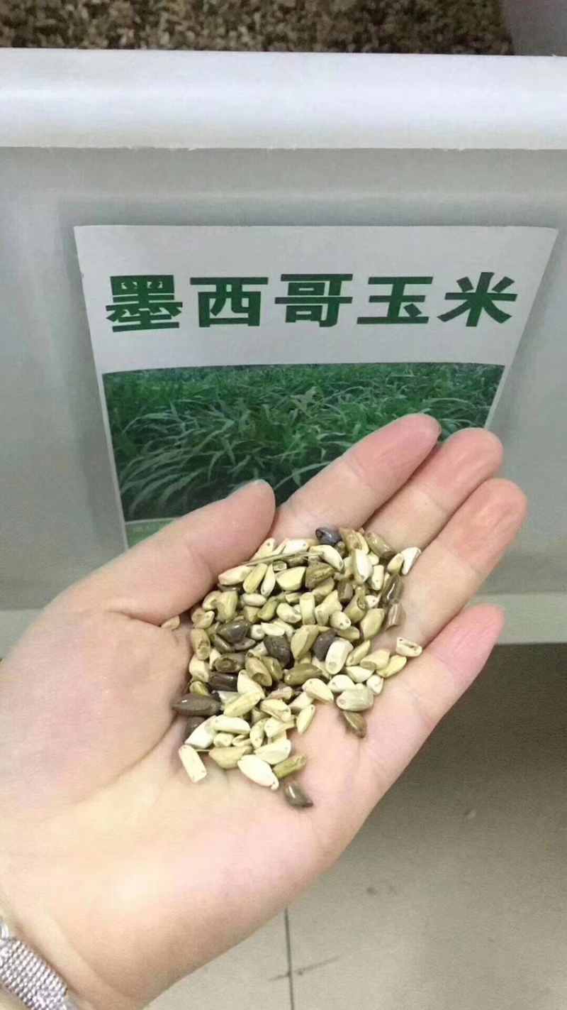 各种牧草大量供应欢迎老板前来咨询