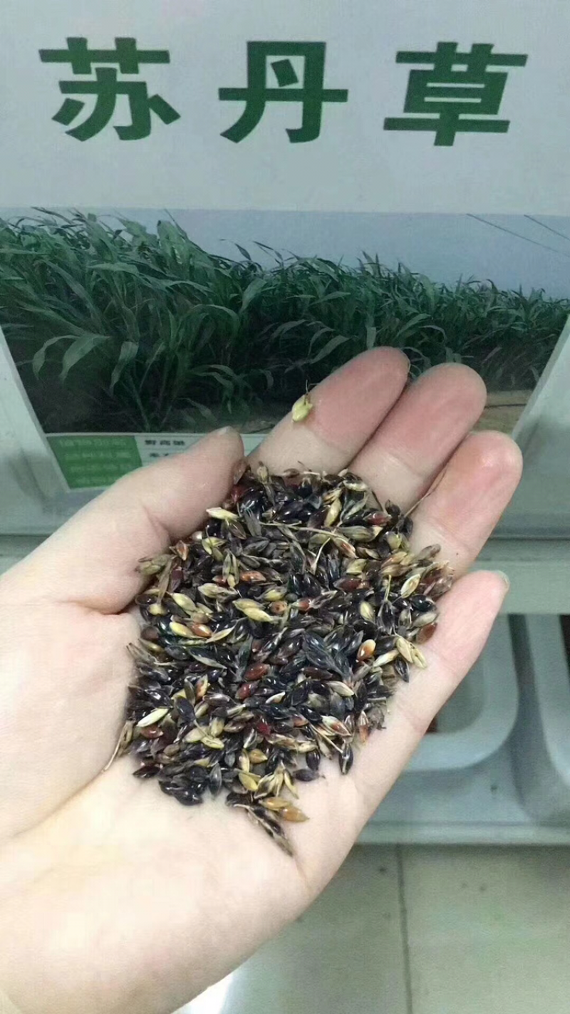 各种牧草大量供应欢迎老板前来咨询