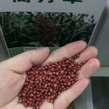 各种牧草大量供应欢迎老板前来咨询