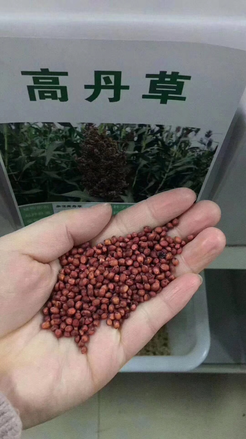 各种牧草大量供应欢迎老板前来咨询