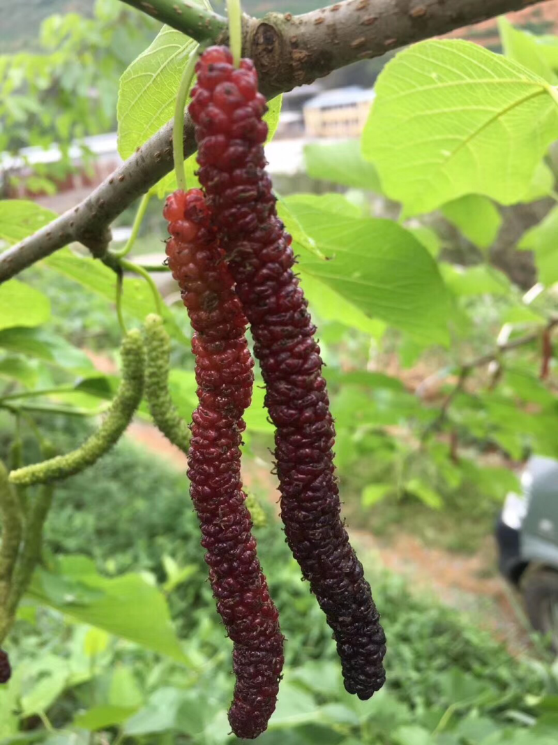 台湾四季长桑果苗