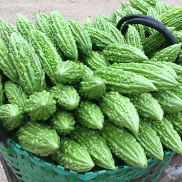 露天种植，个大新鲜，欢迎来采购