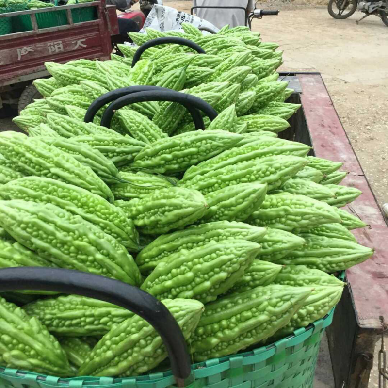 露天种植，个大新鲜，欢迎来采购