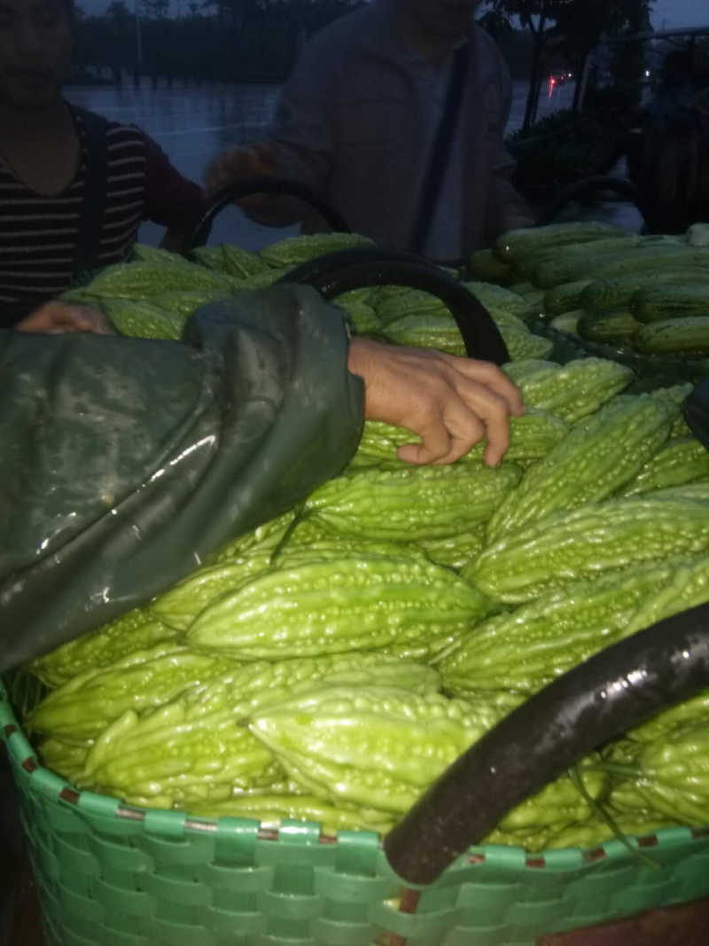 露天种植，个大新鲜，欢迎来采购