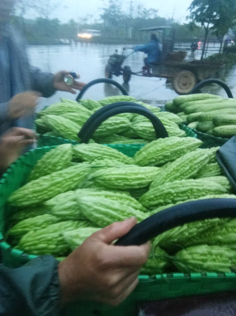 露天种植，个大新鲜，欢迎来采购