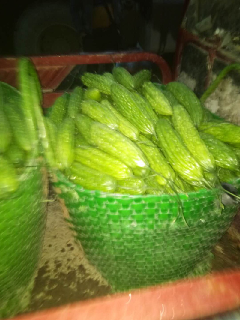 露天种植，个大新鲜，欢迎来采购