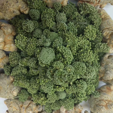 文山三七花