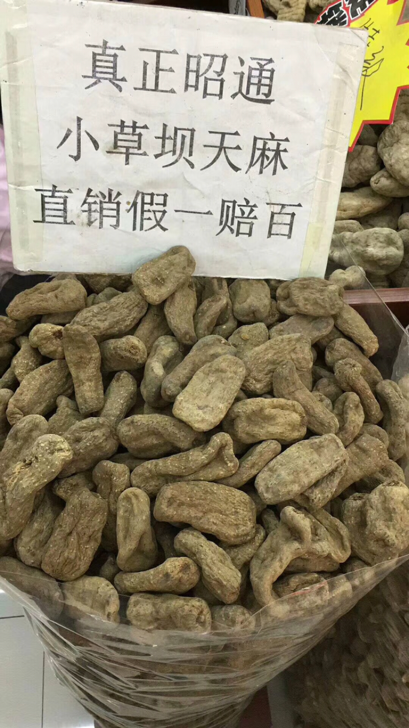 昭通小草坝天麻10头