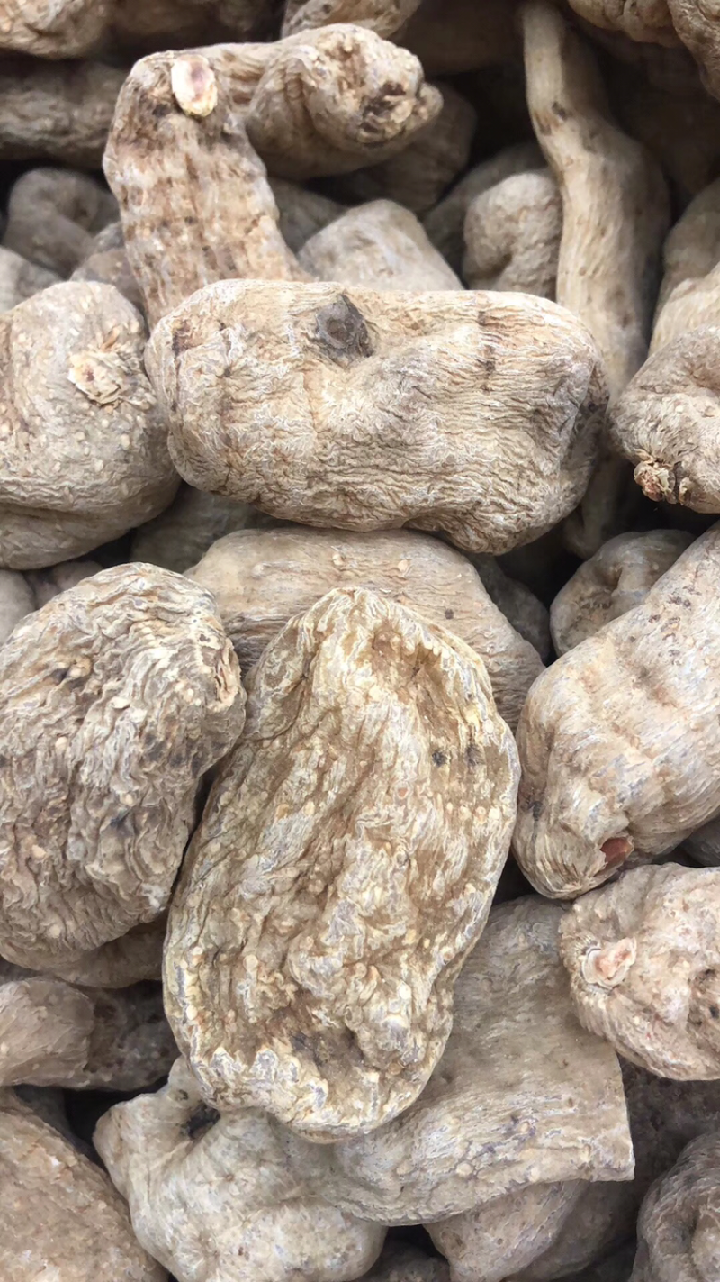 昭通小草坝天麻10头
