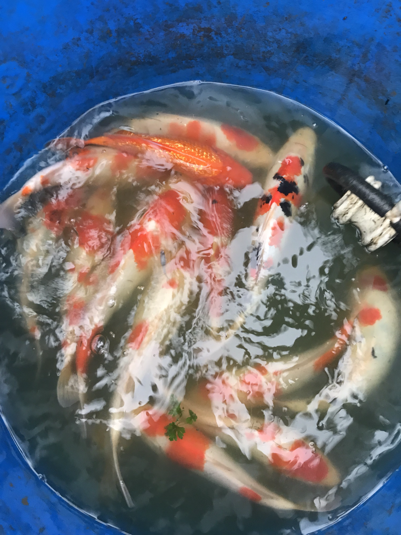锦鲤、全国发货、质量保证