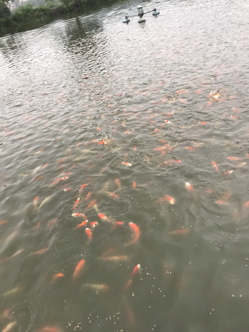 锦鲤、全国发货、质量保证