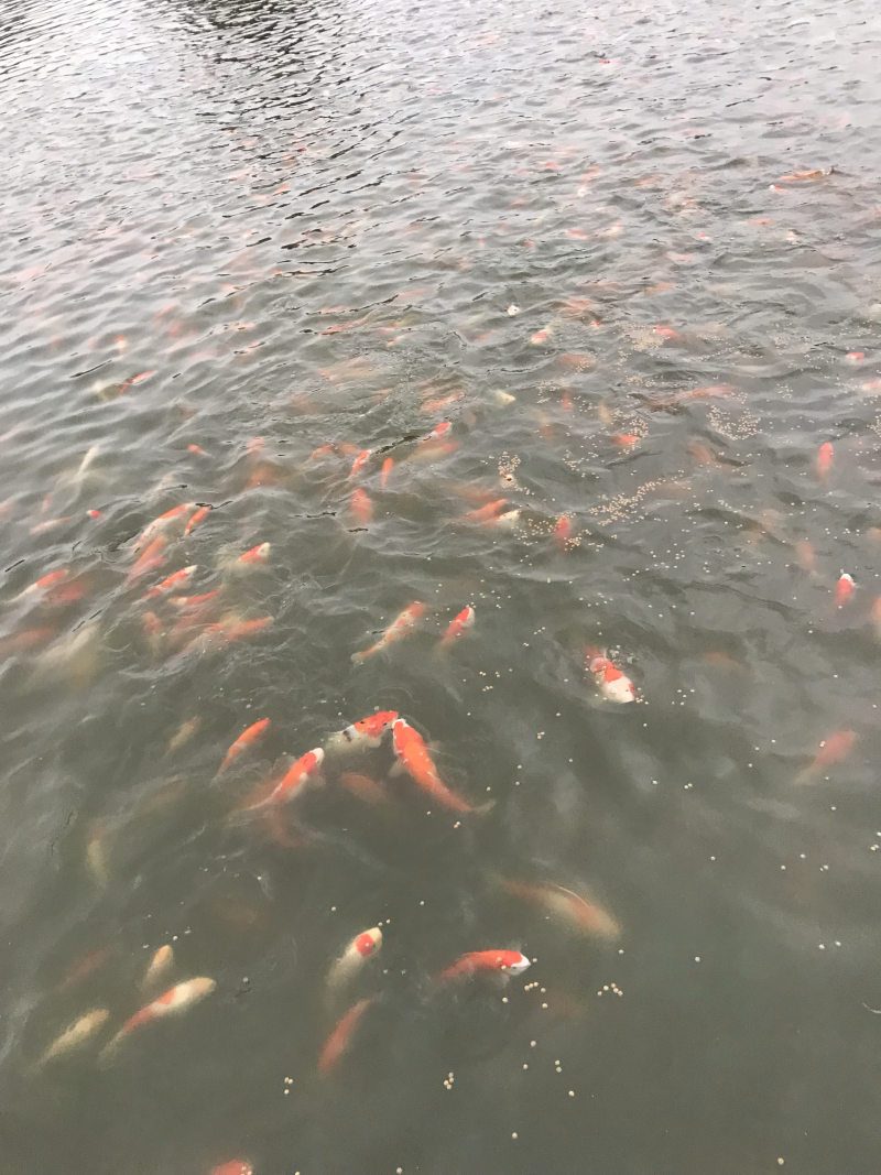 锦鲤、全国发货、质量保证