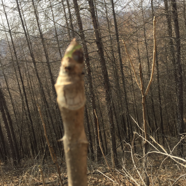 东北的刺嫩芽要下来了有需要的联系我