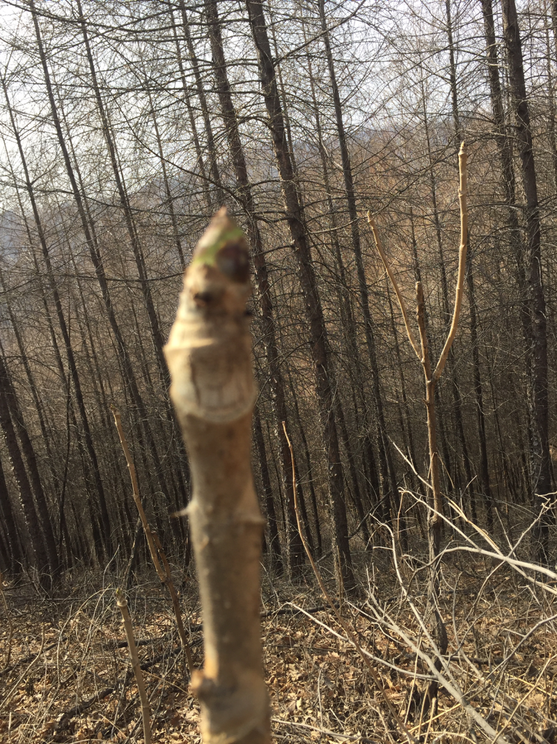 东北的刺嫩芽要下来了有需要的联系我