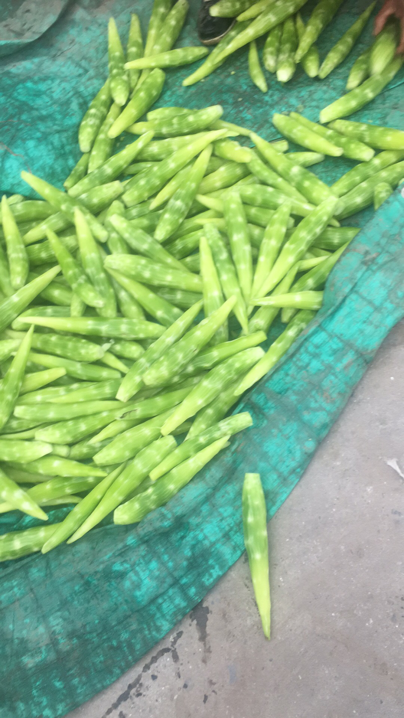 优质精品，莴苣肉大量上市，需要的请联系，确淡