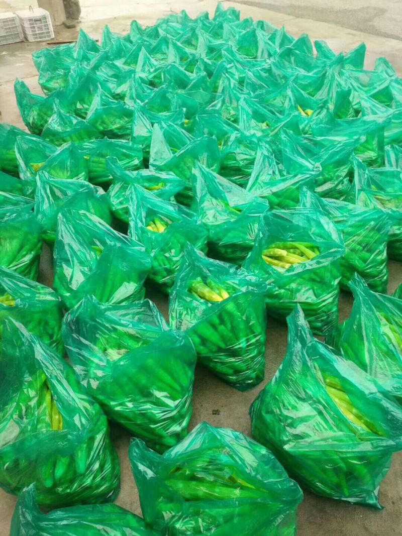 优质精品，莴苣肉大量上市，需要的请联系，确淡