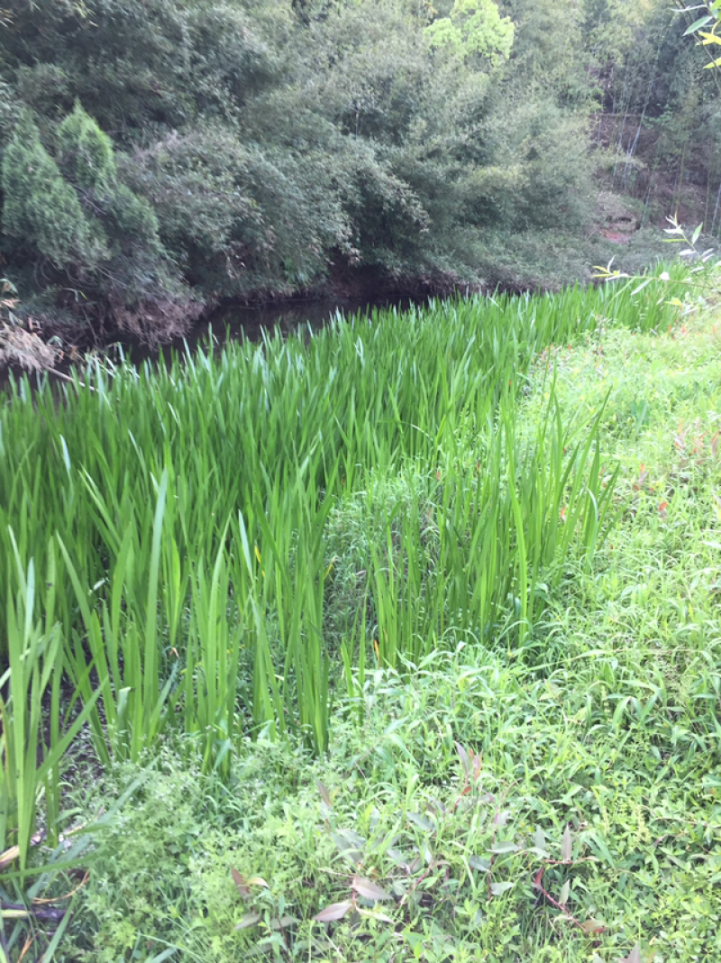 水菖蒲量大，需要可联系