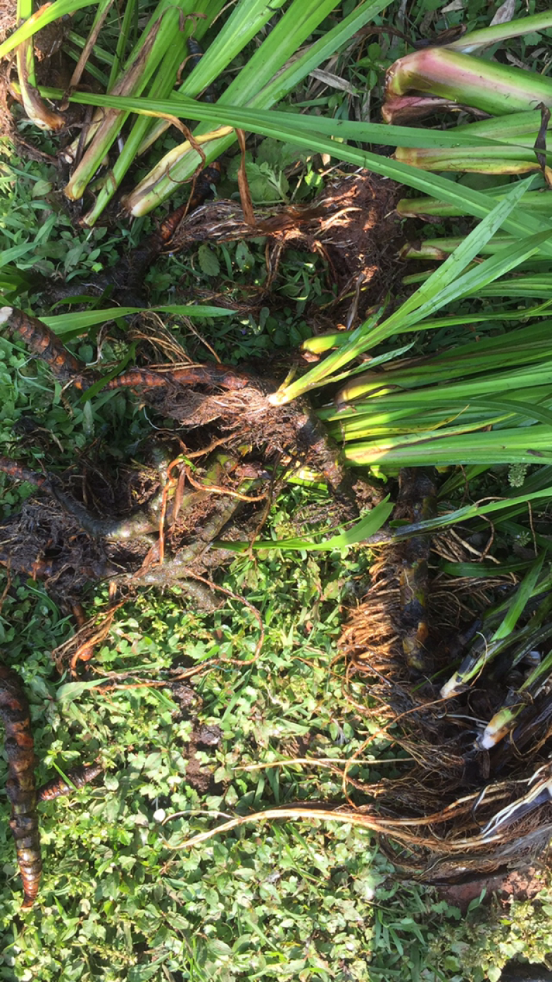 水菖蒲量大，需要可联系