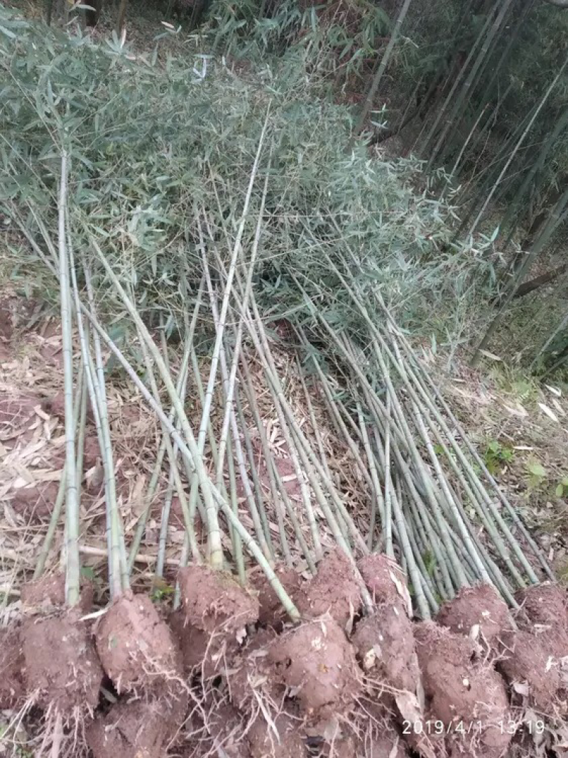 雷竹苗2-3公分