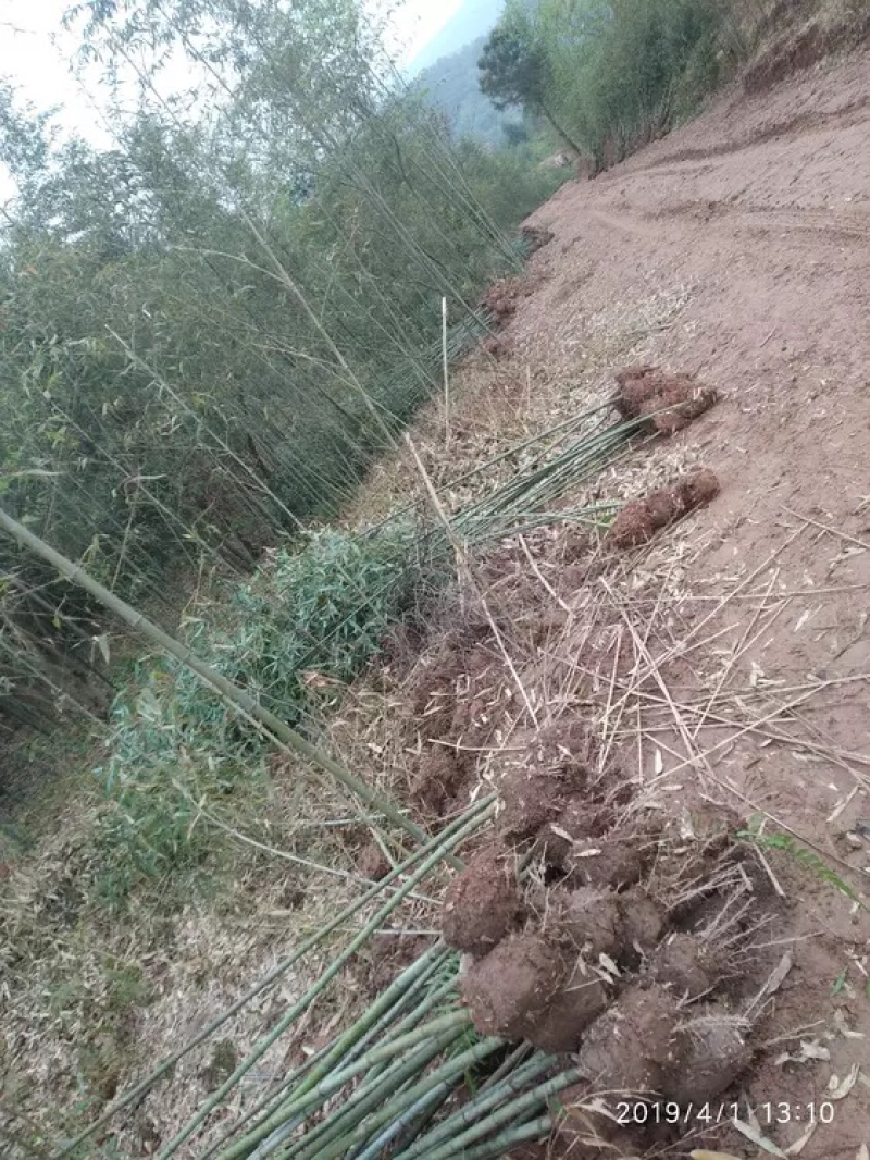 雷竹苗1~1.5m