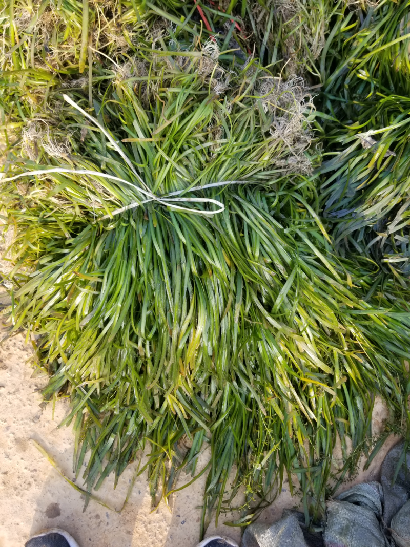 供应苦草量大价优，可以施工