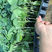 茄子苗，台湾紫红长茄嫁接苗，盆穴苗，苗场直供