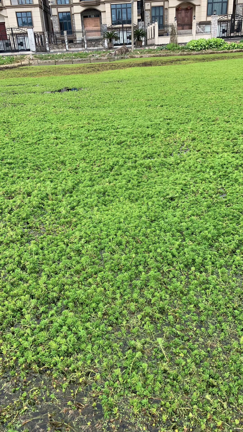 供应金鱼藻量大价优，可施工