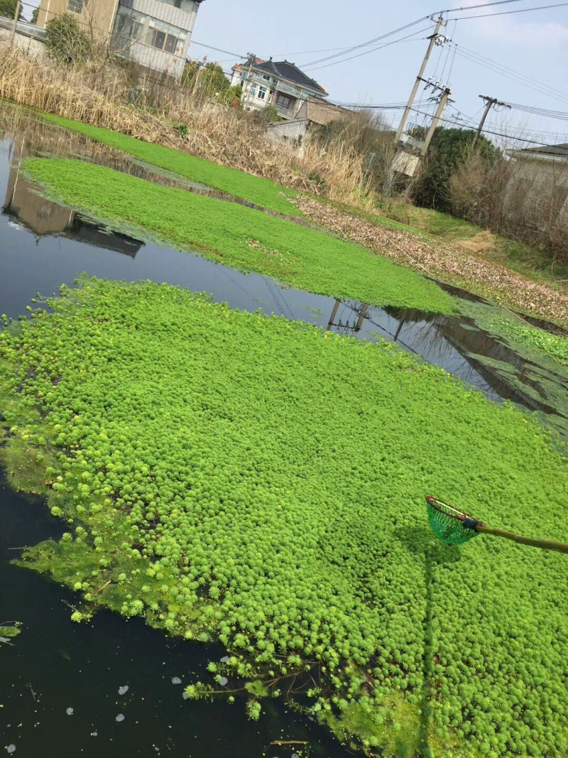供应金鱼藻量大价优，可施工