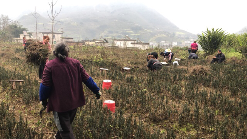 曼迪亚红豆杉，更适合室内盆栽