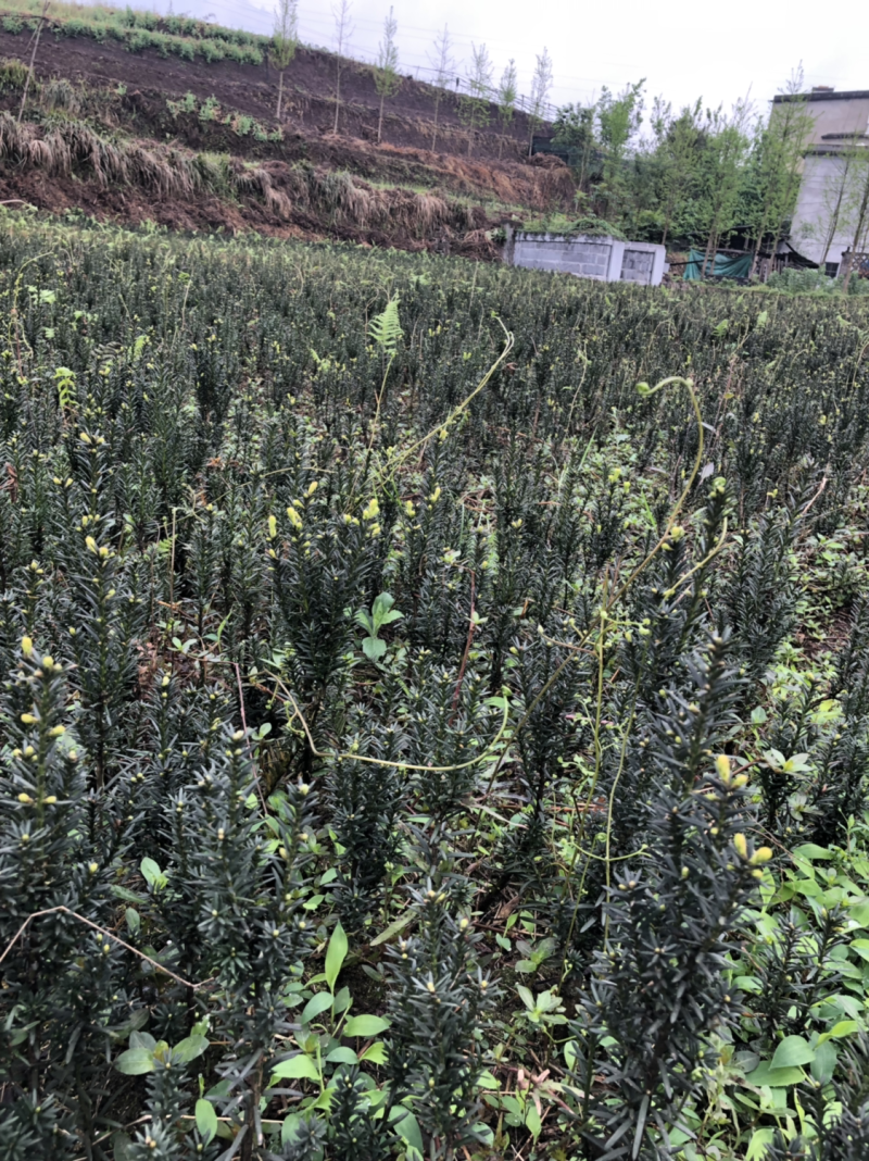 曼迪亚红豆杉，更适合室内盆栽