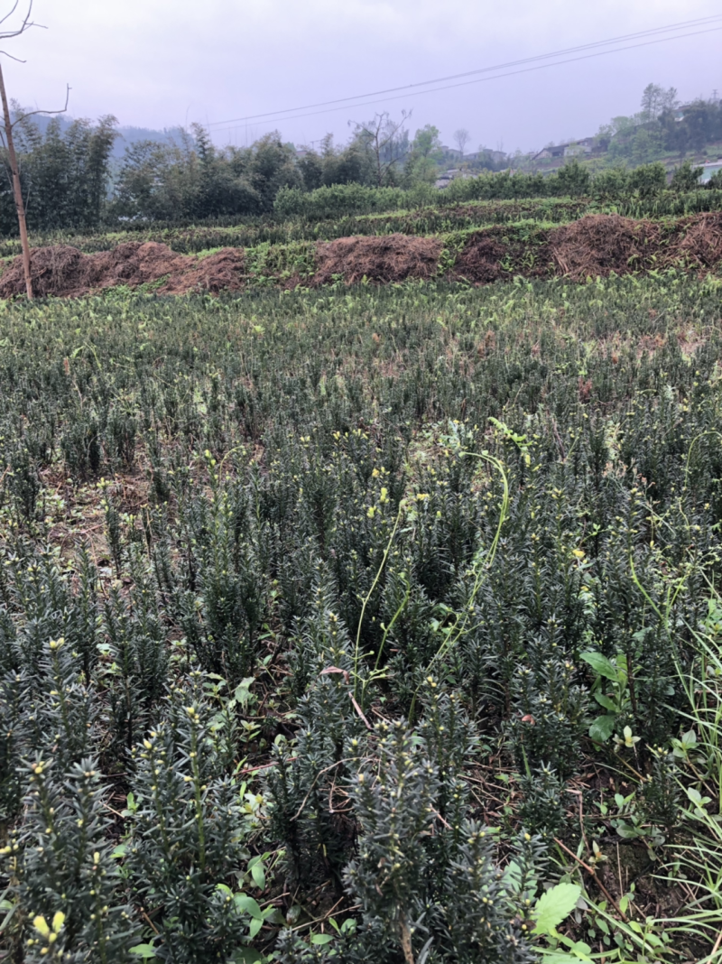 曼迪亚红豆杉，更适合室内盆栽