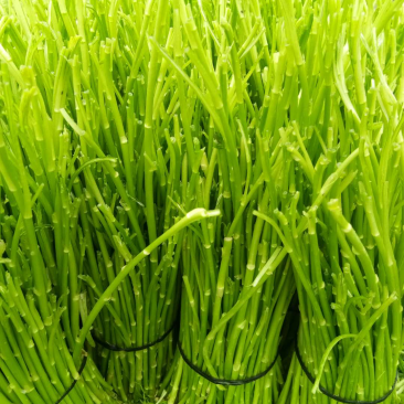 精品芦蒿