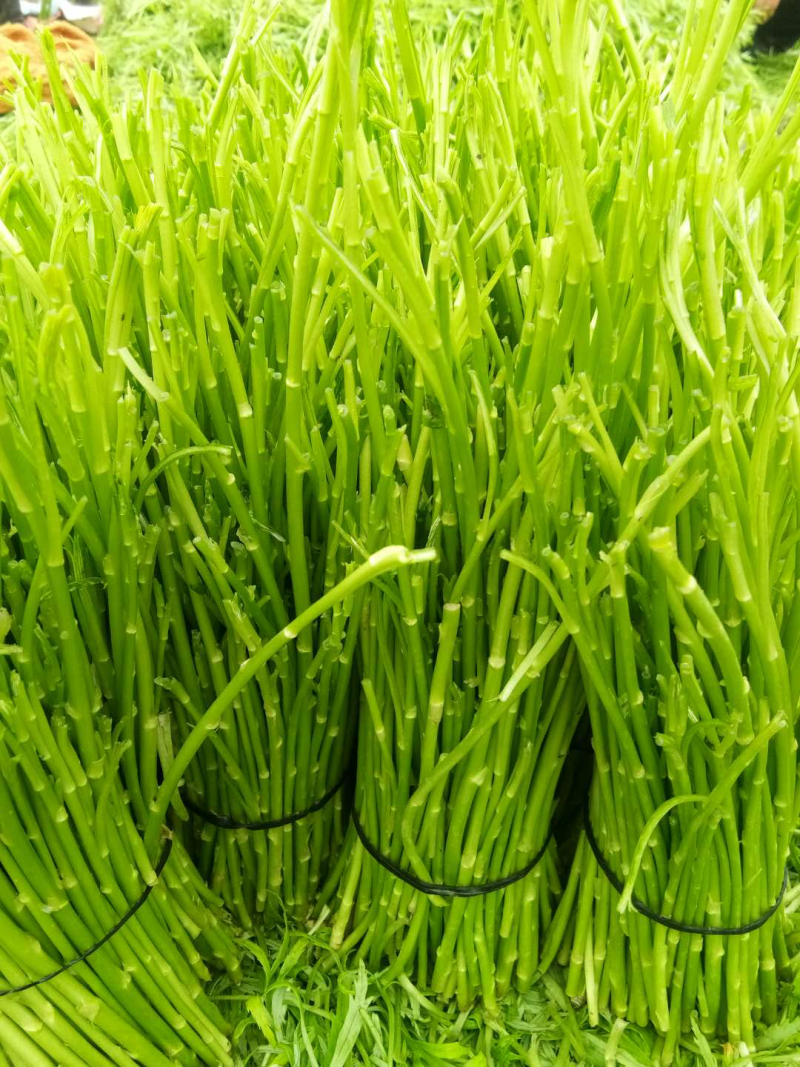精品芦蒿