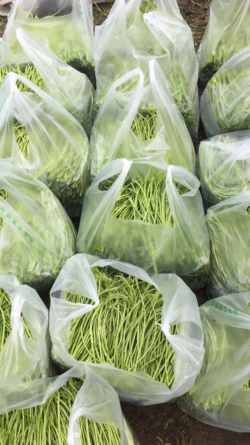 精品芦蒿