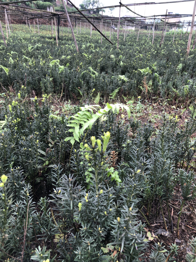 大批量曼迪亚红豆杉苗出售