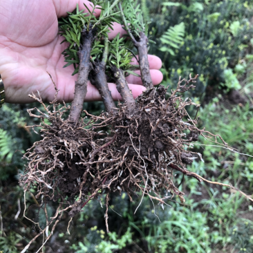 大批量曼迪亚红豆杉苗出售