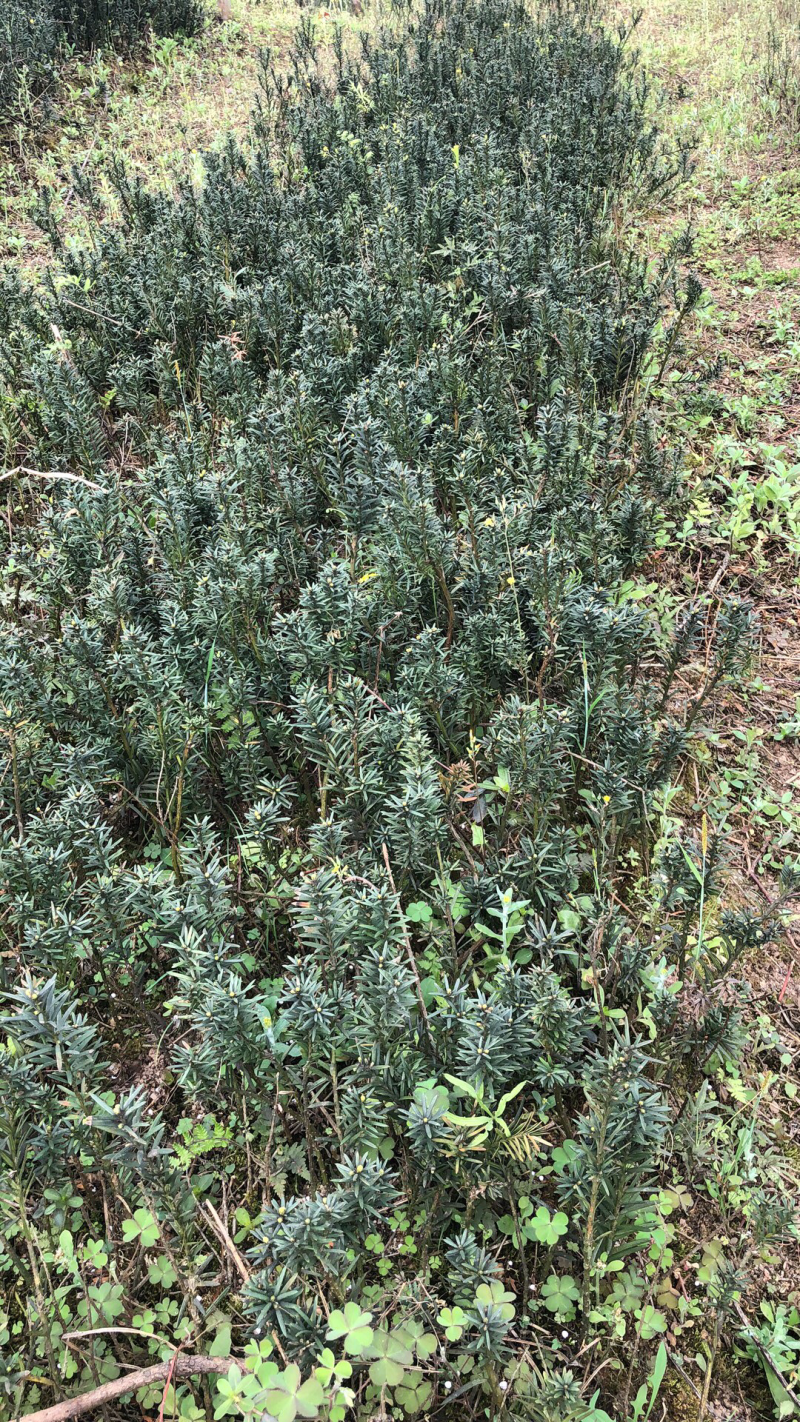 大批量曼迪亚红豆杉苗出售