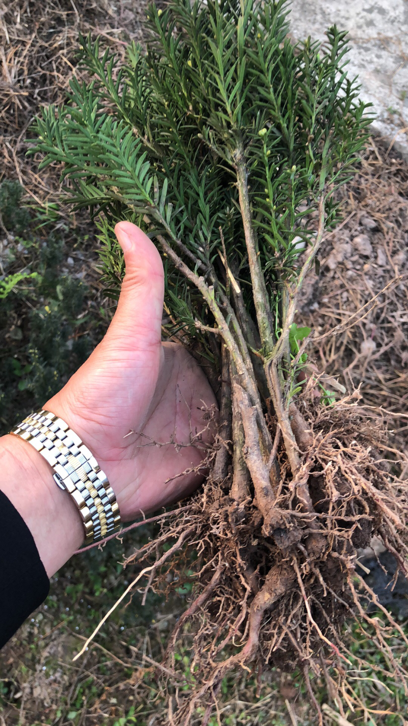 大批量曼迪亚红豆杉苗出售